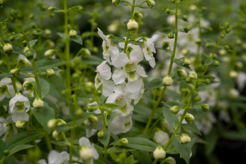 flowers in the garden