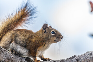 Arctic ground squirrel seen in northern Canada in the wild with close up shots and blurred background. 