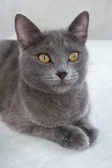 The gray cat with yellow eyes lies on a gray background. World Cat Day