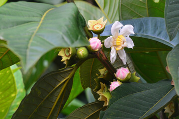Fototapeta premium Bellucia axinanthera, vernacular name is Jambu Tangkalak, guayabilla or pera is the name of a type of fruit tree belonging to the Melastomataceae family.