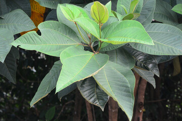 Bellucia axinanthera, vernacular name is Jambu Tangkalak, guayabilla or pera is the name of a type...