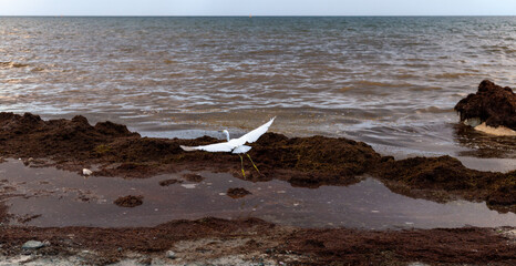 oiseau au plumage blanc prend son envol sur la plage avec un amas de sargasse