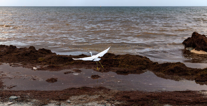oiseau au plumage blanc prend son envol sur la plage avec un amas de sargasse