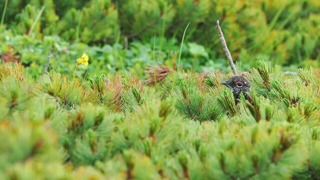 ハイマツから顔を出すライチョウ雄(音声あり)