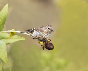 A pine siskin feeds on a western coneflower in the Bridger-Teton National Forest, Wyoming
