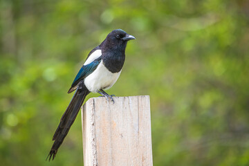 Fototapeta premium Beautiful black, wild, blue, green magpie seen in the wild with green nature blurred background. 