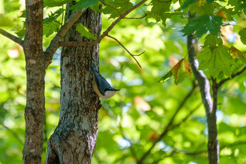 bird in the tree