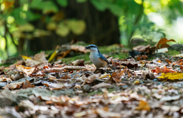 blue jay in the forest