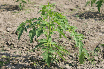 green colored tomato tree farm