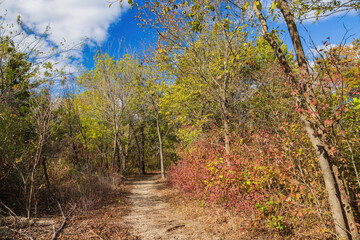 Fall color near the Eagle view Trail