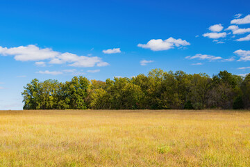 Fall color near the Eagle view Trail
