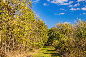 Fall color near the Eagle view Trail
