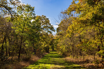 Fall color near the Eagle view Trail