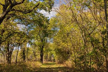 Fall color near the Eagle view Trail