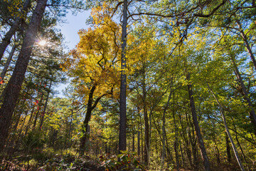 Nature autumn fall color of Robbers Cave State Park