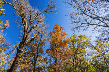 Nature autumn fall color of Greenleaf State Park