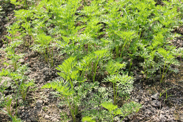 green colored carrot farm on field