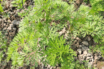 green colored carrot farm on field