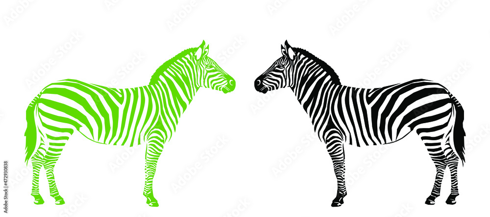 Wall mural Graphical of 2 zebra black and green isolated on white background, vector illustration