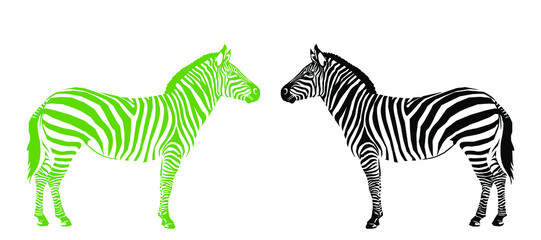 Fototapeta na wymiar Graphical of 2 zebra black and green isolated on white background, vector illustration