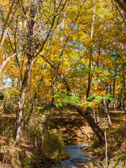 Fall color of the nature trail in Chickasaw National Recreation Area