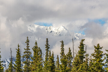 Nature landscape scene with snow capped mountains and boreal forest, spruce trees in front of the scenic view. 