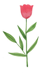 Obraz premium Hand drawn watercolor tulip isolated on white background. Ideal for wrapping paper, scrapbooking. Floral pink bouquet.