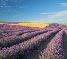 Fototapeta na wymiar Meadow of lavender. Nature composition.