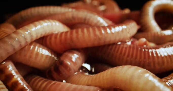 Group of slithering European nightcrawler earthworms, camera push into focus.