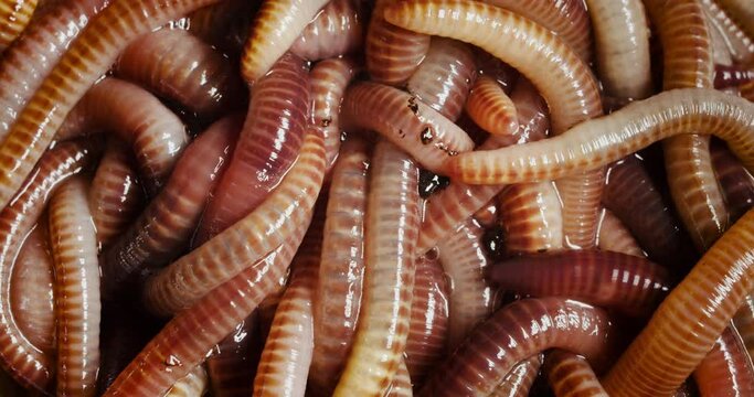Group of slithering European nightcrawler earthworms.
