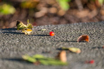 autumn leaves on the ground