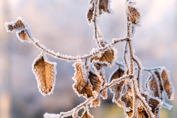 frost on branches