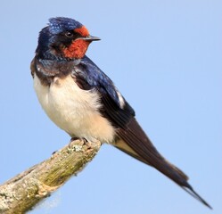 Swallow resting on a stick