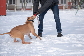 A man trains an American Pit Bull Terrier in the snow.