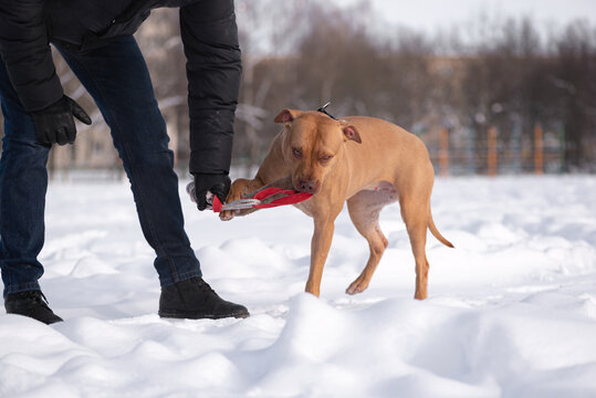 A man trains an American Pit Bull Terrier in the snow.