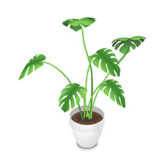 Isometric monstera and flowerpot. Indoor, office and house plant. Interior decoration element. 3d flower pot with plate. Vector illustration of interior plant isolated on white background