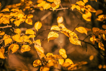 A branch with yellow leaves on a blurry background. Autumn background