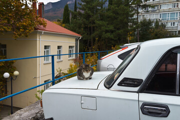 A homeless street gray cat climbed onto a car in a city parking lot on a cool autumn day. City landscape. Homeless animal care concept