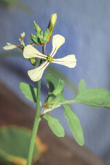(Eruca vesicaria) Garden rocket flowers during spring, Cape Town, South Africa