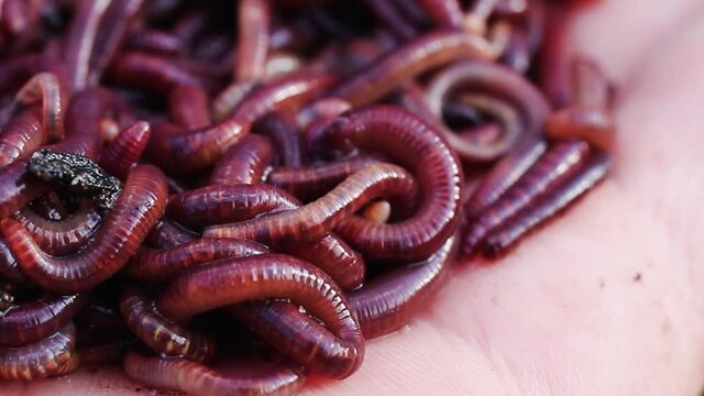 Breeding red worms Dendrobena. Fertile soil. Natural soil improvement. Fishing worms.