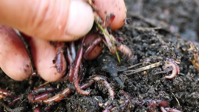 Breeding red worms Dendrobena. Fertile soil. Natural soil improvement. Fishing worms.