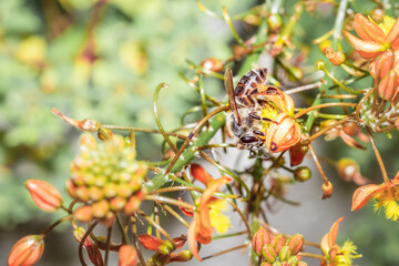 Honey Bee (Apis) feeding on Bulbinella Wild flowers during spring, Cape Town, South Africa