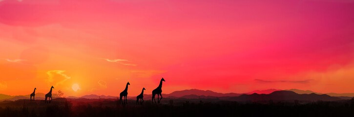 Safari.Amazing sunset and sunrise.Panorama silhouette tree in africa with sunset.Tree silhouetted...