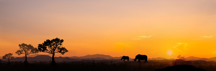 Fototapeta na wymiar Safari.Amazing sunset and sunrise.Panorama silhouette tree in africa with sunset.Tree silhouetted against a setting sun.