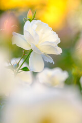 早朝、朝日を浴びて輝く白いばらの花。神戸元町、山手バラ園にて撮影
