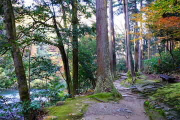 Obraz premium 鶴仙渓の紅葉