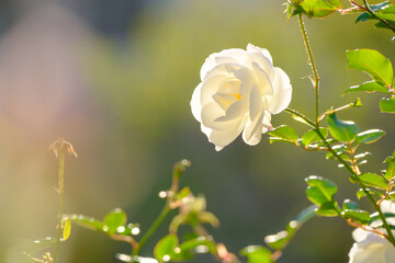 早朝、朝日を浴びて輝く白いばらの花。神戸元町、山手バラ園にて撮影
