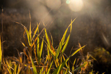 Beautiful soft focused dry grasses and plants on a sunny autumn day. 