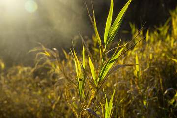 Beautiful soft focused dry grasses and plants on a sunny autumn day. 