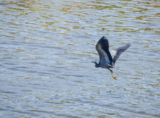 White-faced Heron flying above the Cook river, Sydney, Australia.